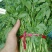 豆瓣菜放心菜