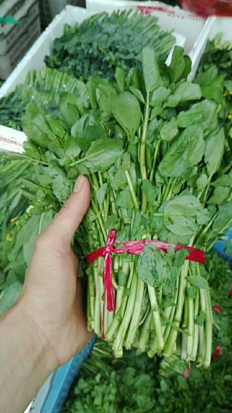 豆瓣菜放心菜