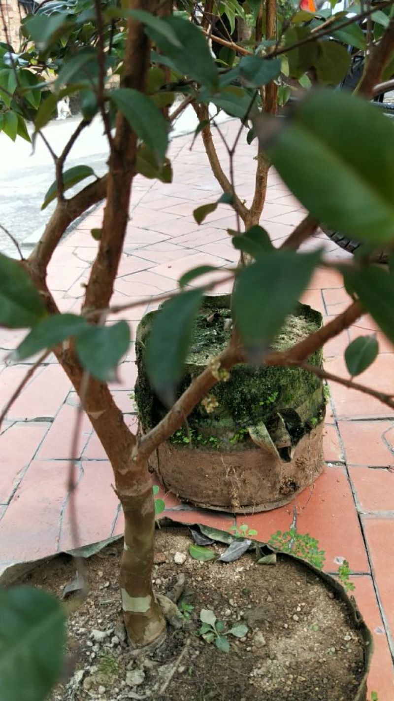 嘉宝果树苗3年