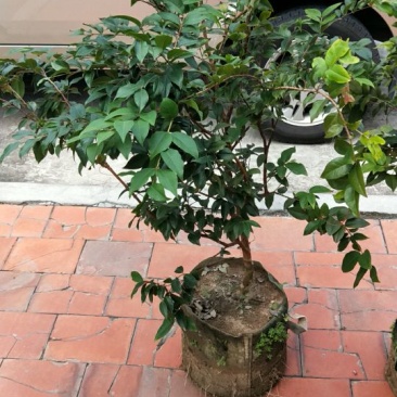 嘉宝果树苗3年