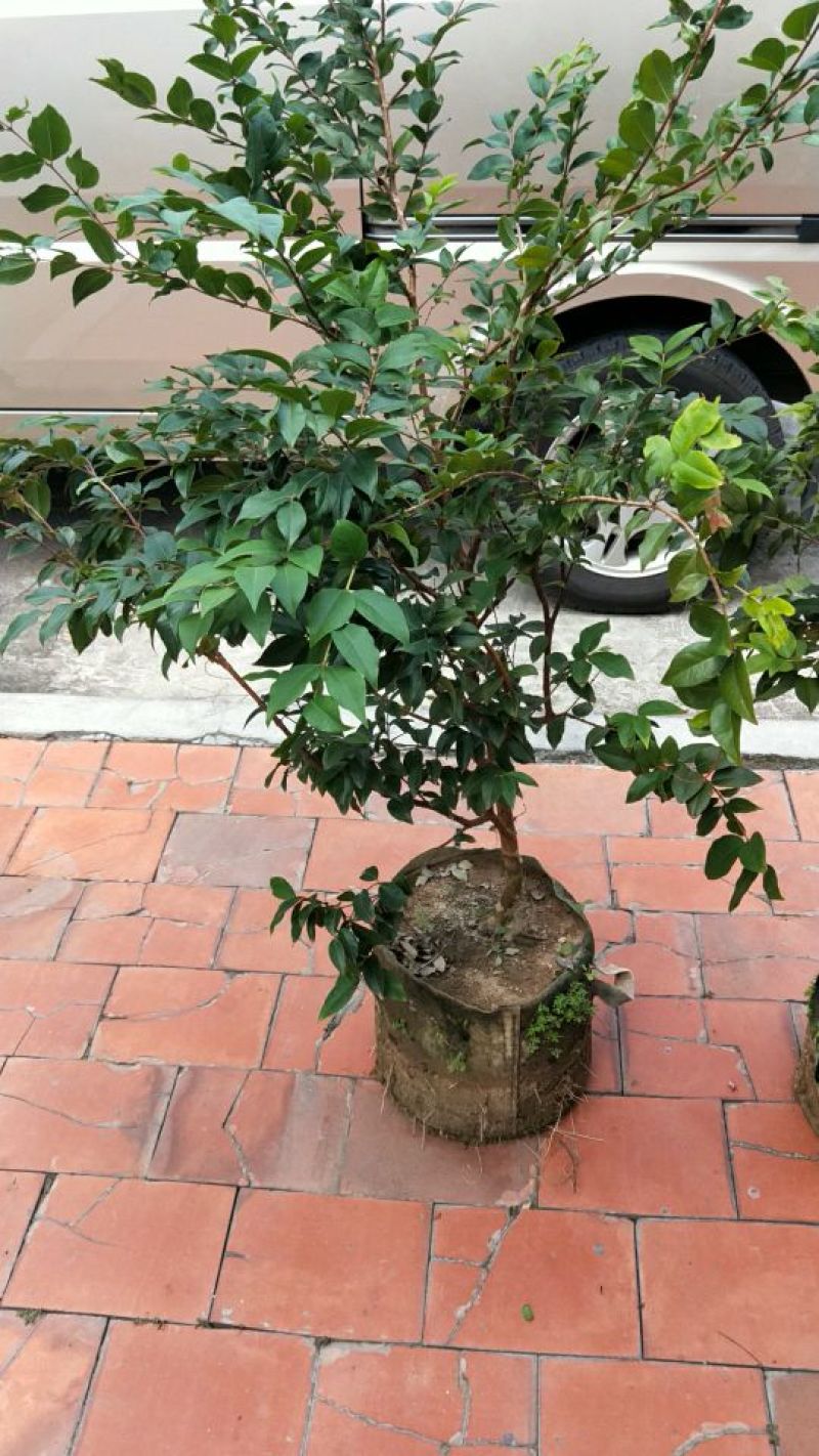 嘉宝果树苗3年