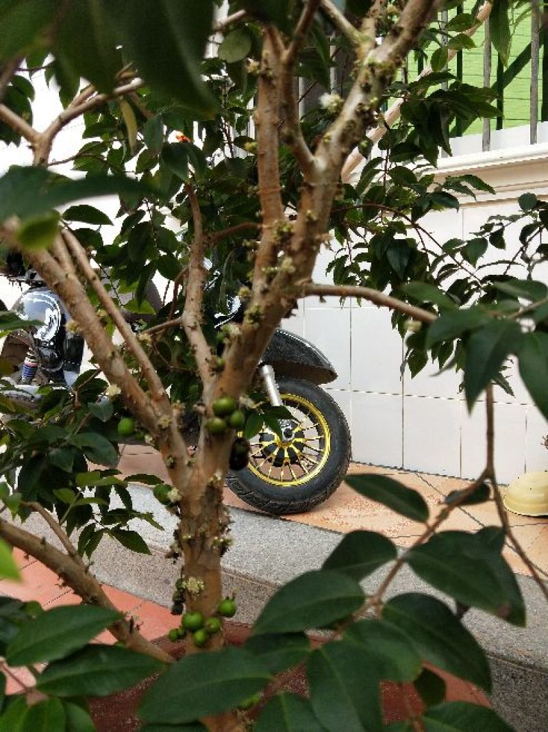 嘉宝果树苗3年