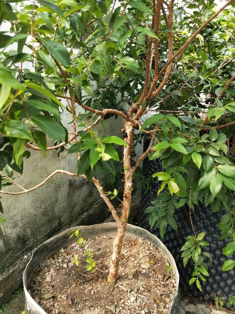 嘉宝果树苗3年