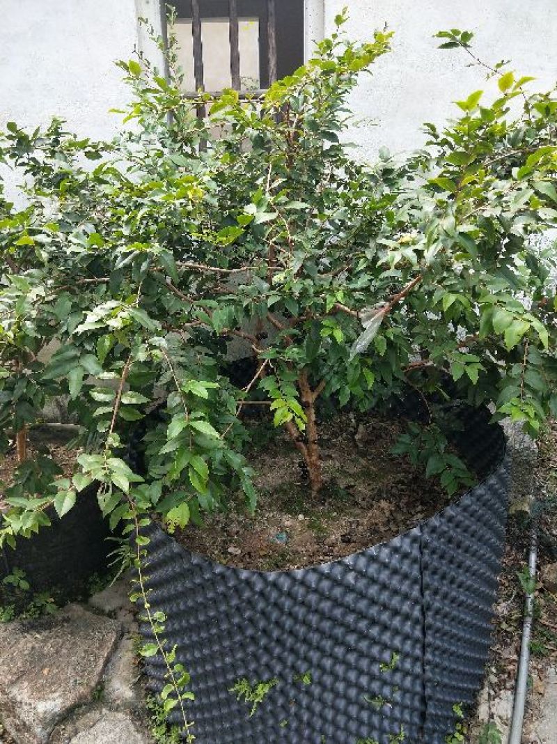 嘉宝果树苗3年