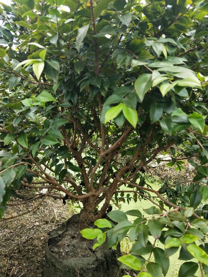嘉宝果树苗3年