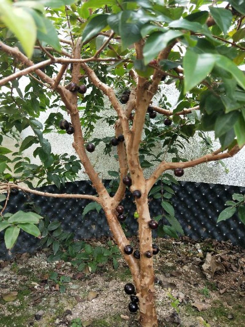 嘉宝果树苗3年