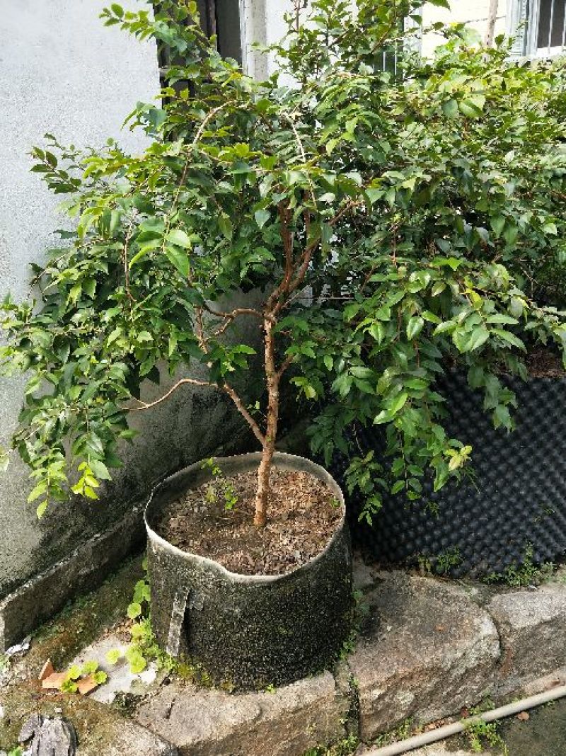 嘉宝果树苗3年