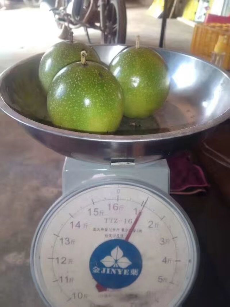 黄金百香果苗10~20cm