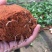 黄金百香果苗10~20cm