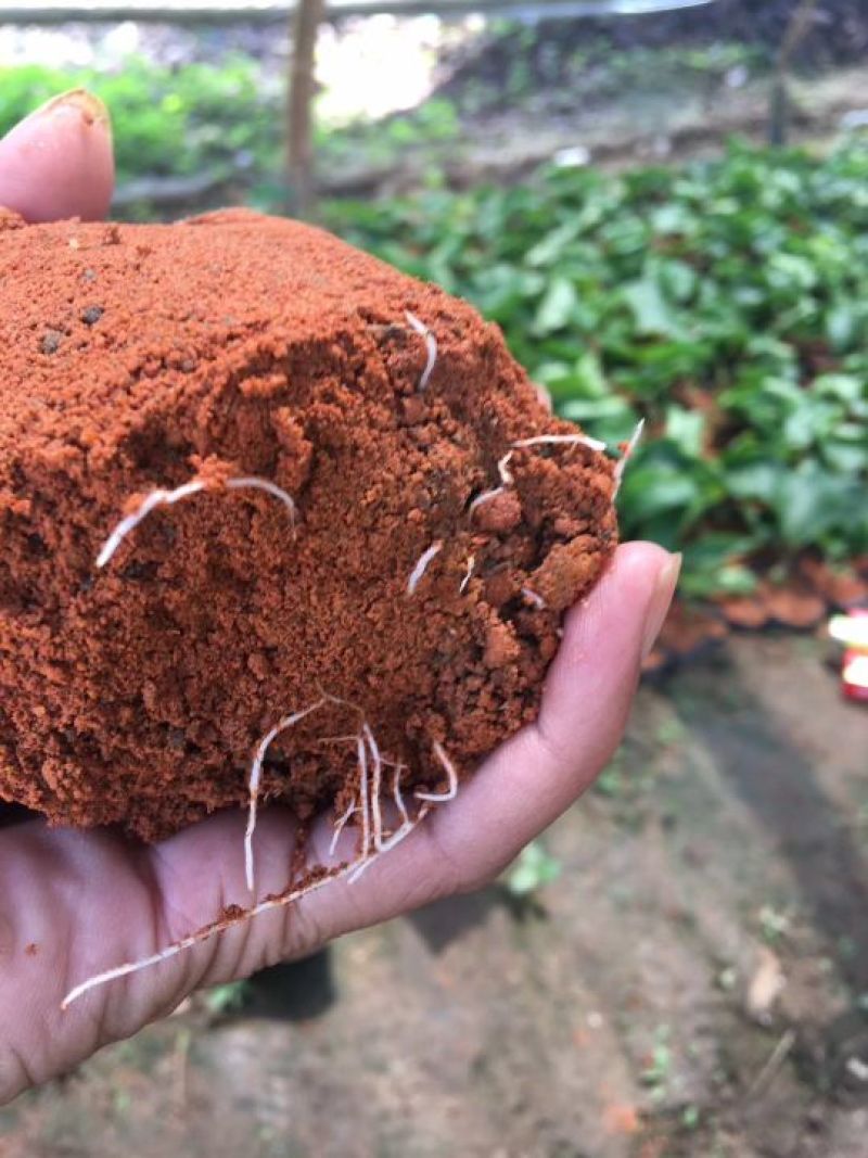 黄金百香果苗10~20cm
