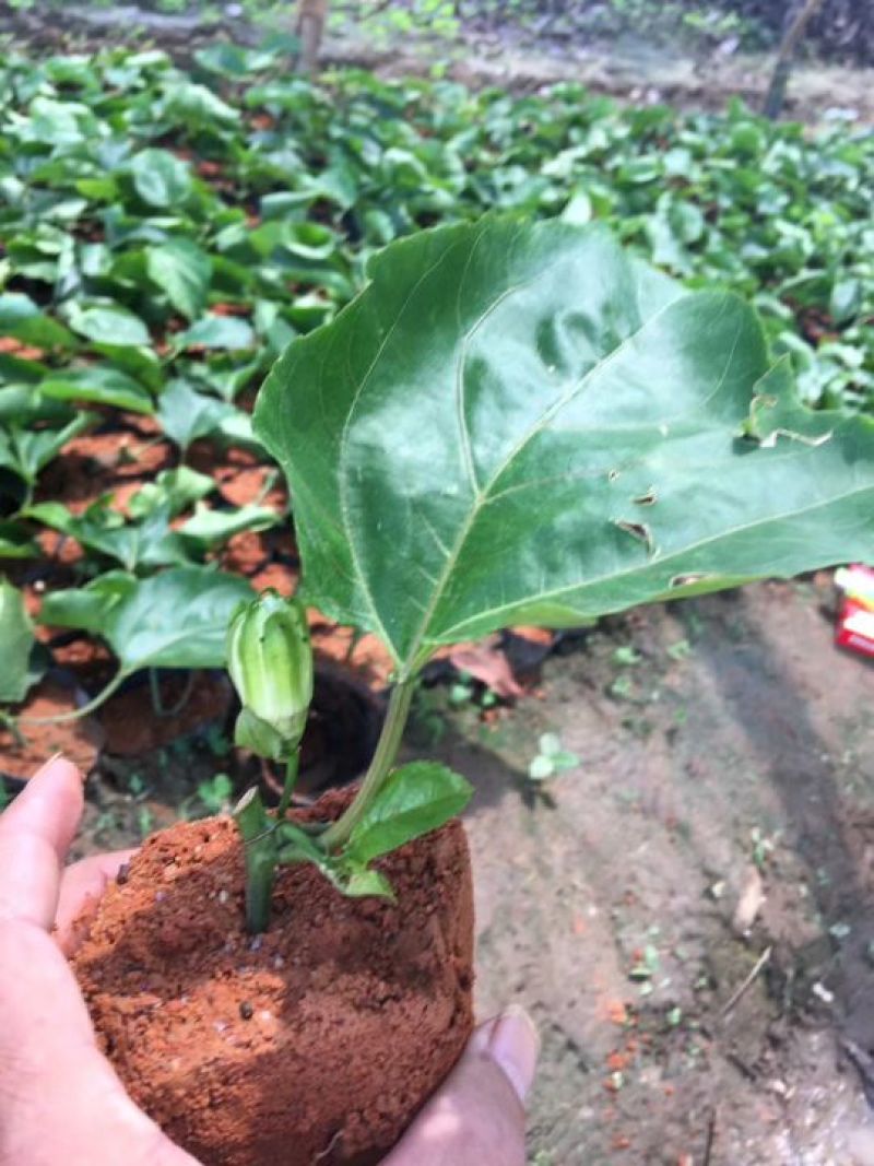 黄金百香果苗10~20cm