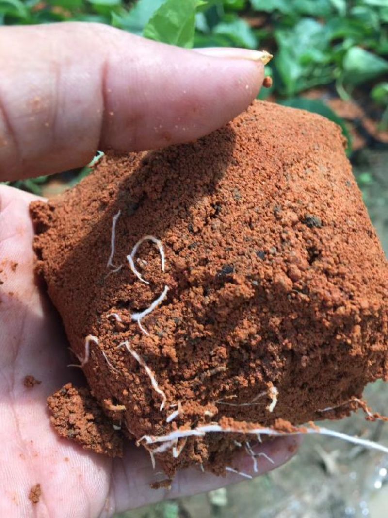 黄金百香果苗10~20cm