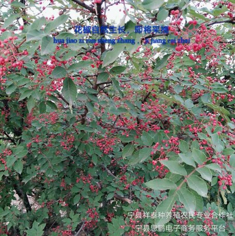 花椒二级干