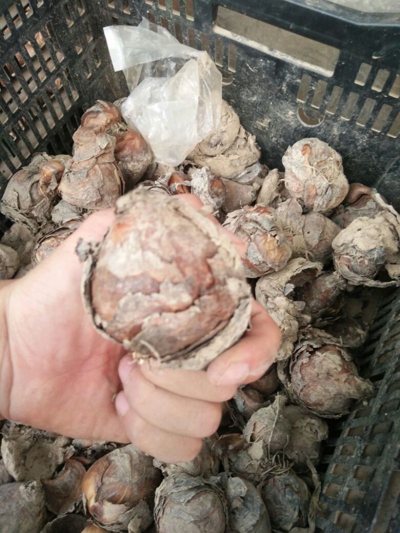水仙花种球水仙重瓣复水培植物花卉种子室内水养冬季水仙花球