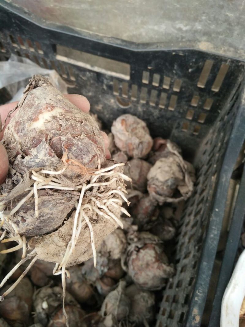 水仙花种球水仙重瓣复水培植物花卉种子室内水养冬季水仙花球