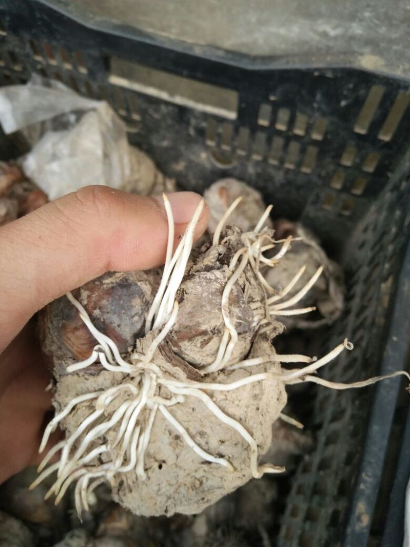 水仙花种球水仙重瓣复水培植物花卉种子室内水养冬季水仙花球