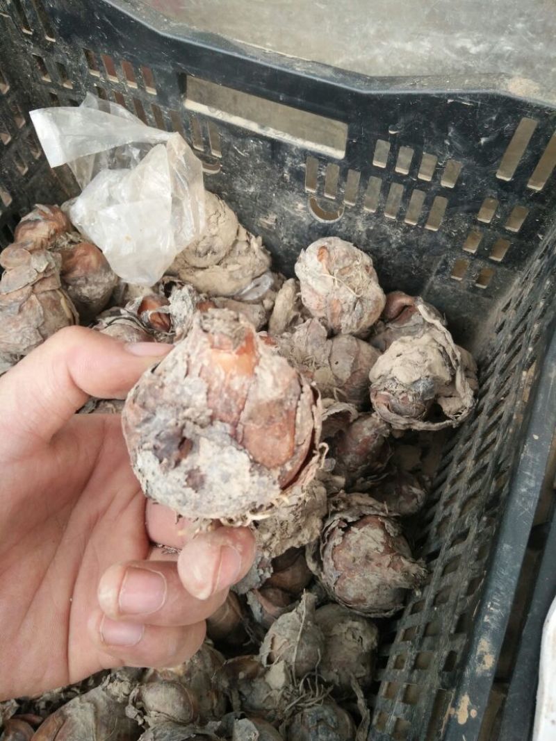 水仙花种球水仙重瓣复水培植物花卉种子室内水养冬季水仙花球