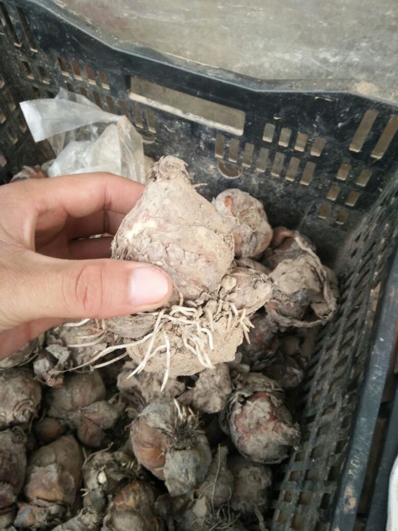 水仙花种球水仙重瓣复水培植物花卉种子室内水养冬季水仙花球