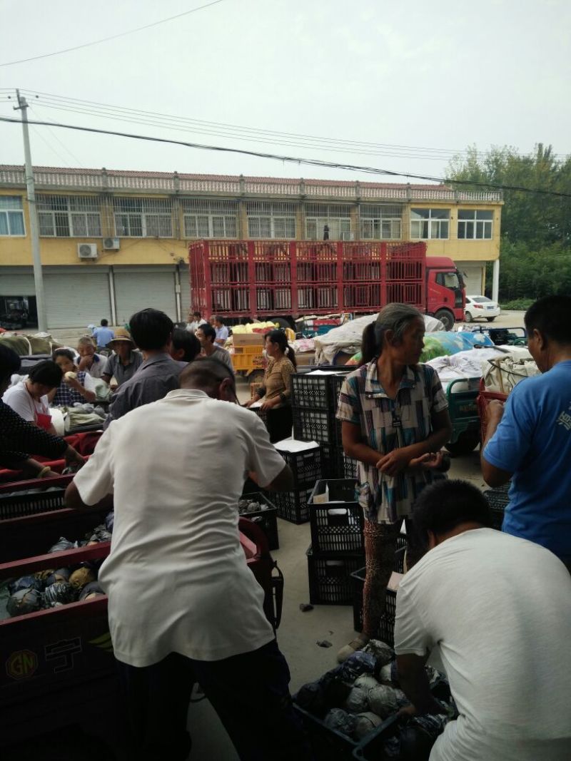 新高梨江苏新高梨基地直供支持视频看货价格优惠欢迎联系