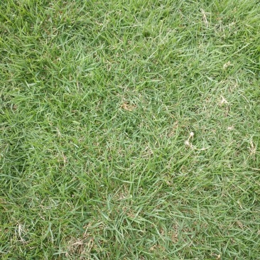 承接名种绿化工程各种类型包成活草皮欢迎老板下单咨询