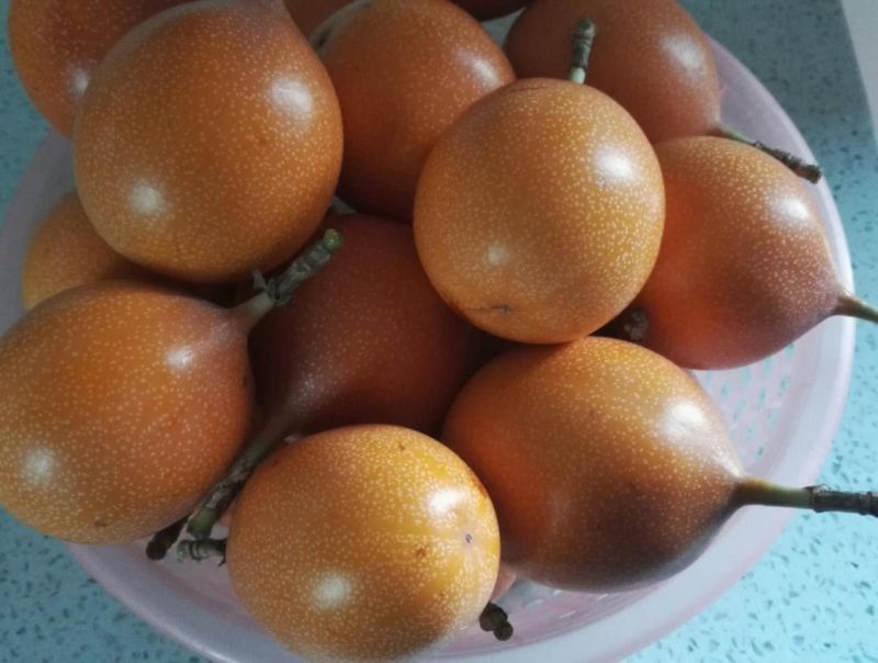 百香果苗甜百香果种苗