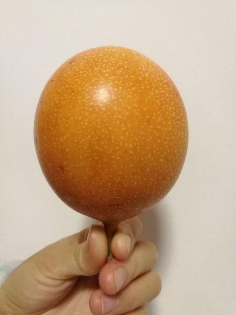 百香果苗甜百香果种苗