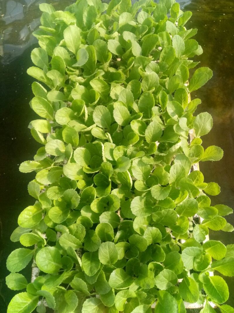 白菜苗，基地直供，抗根肿，特级苗！现货！