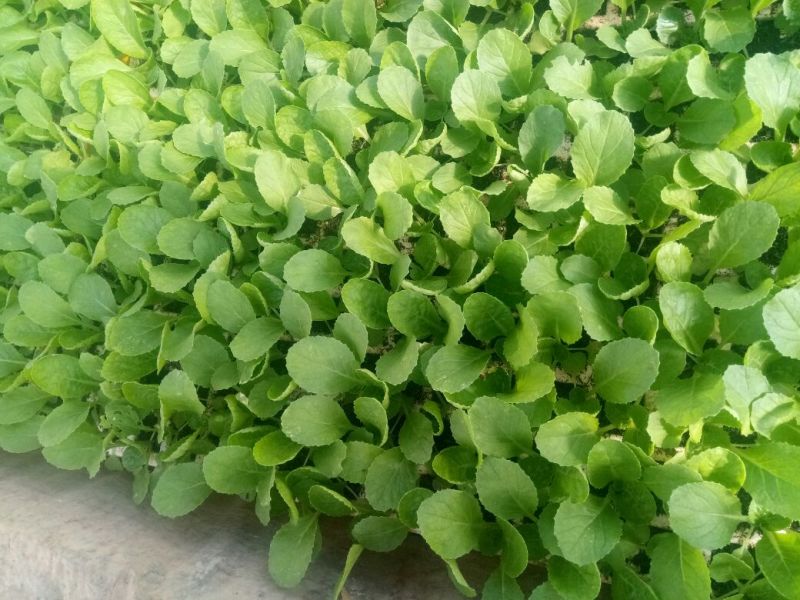 白菜苗，基地直供，抗根肿，特级苗！现货！