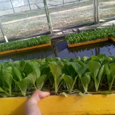 白菜苗，基地直供，抗根肿，特级苗！现货！