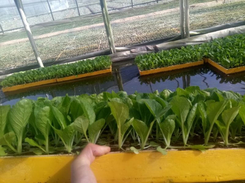 白菜苗，基地直供，抗根肿，特级苗！现货！