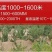 花牛75以上光果