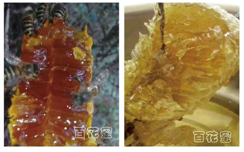 来自于中老越边境大山的馈赠，纯野生岩蜂陈蜂蜜500g