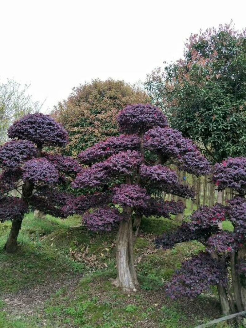 红花继木树桩造型红花继木