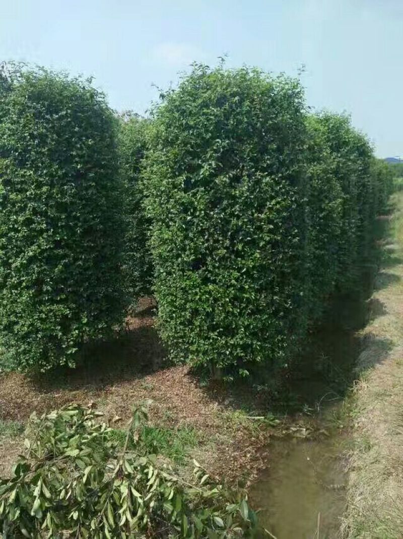 红花继木树桩造型红花继木