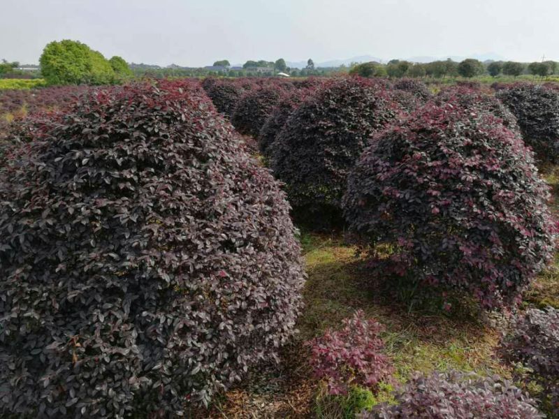 红花继木树桩造型红花继木
