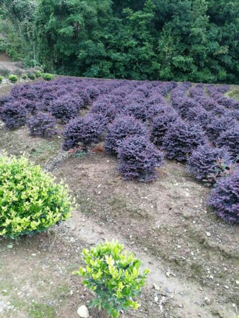 红花继木树桩造型红花继木