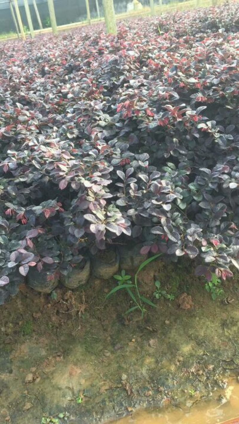 红花继木树桩造型红花继木