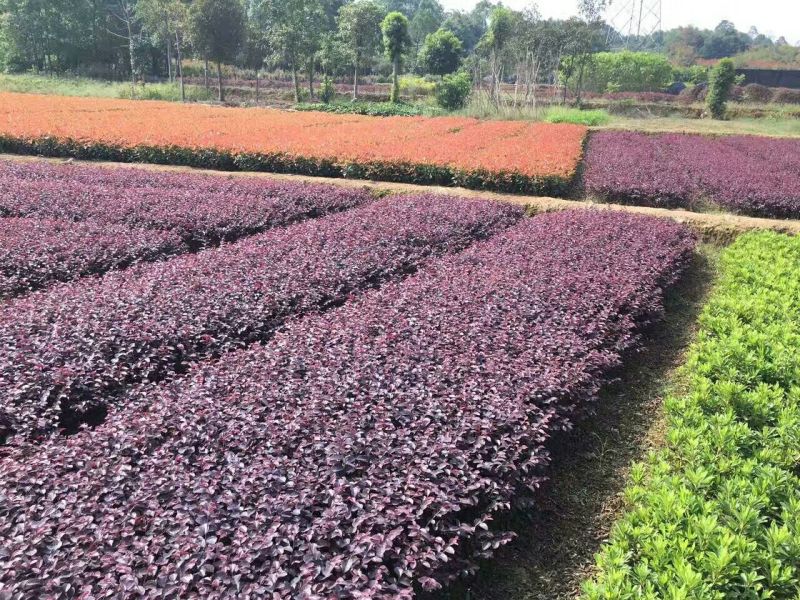 红花继木树桩造型红花继木