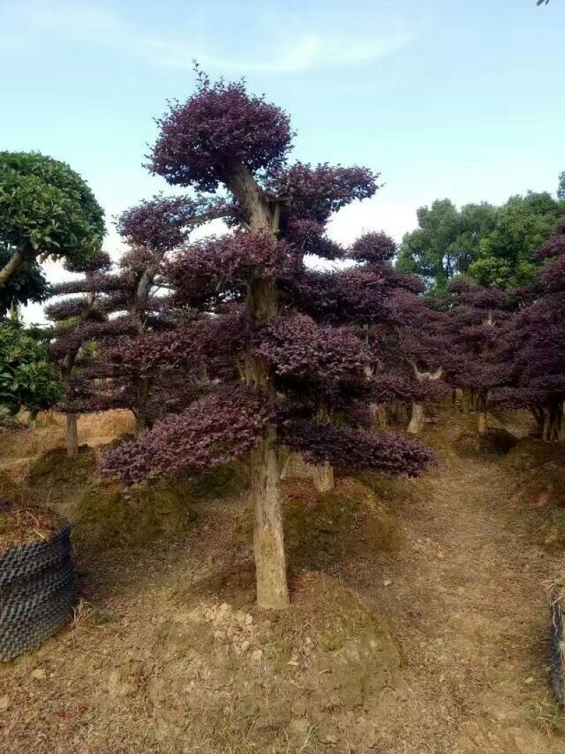 红花继木树桩造型红花继木