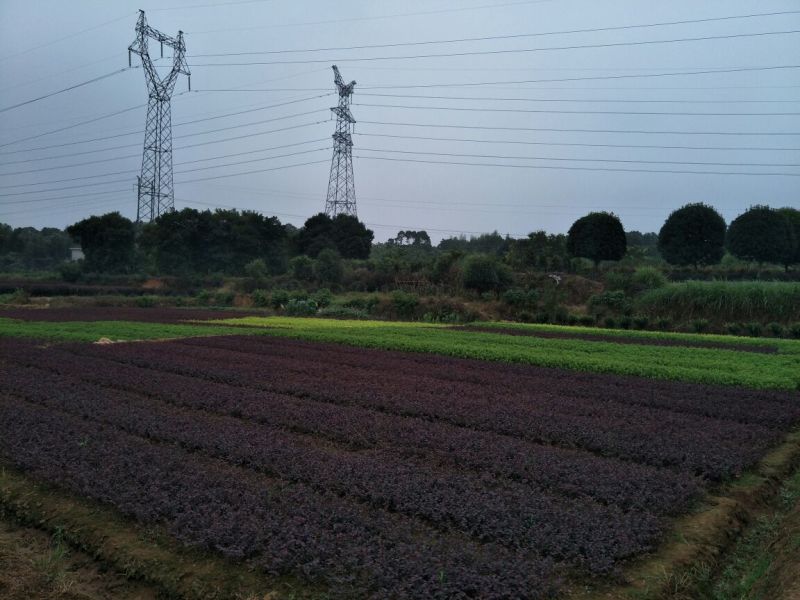 红花继木树桩造型红花继木