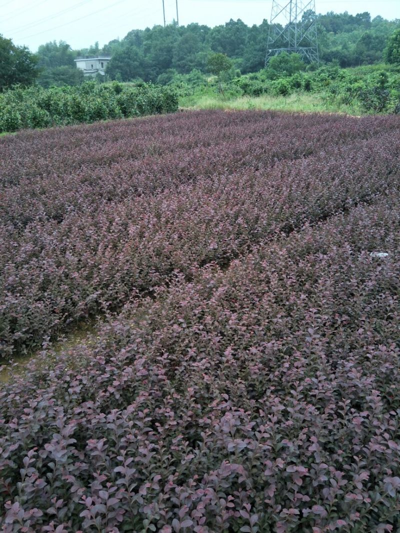 红花继木树桩造型红花继木