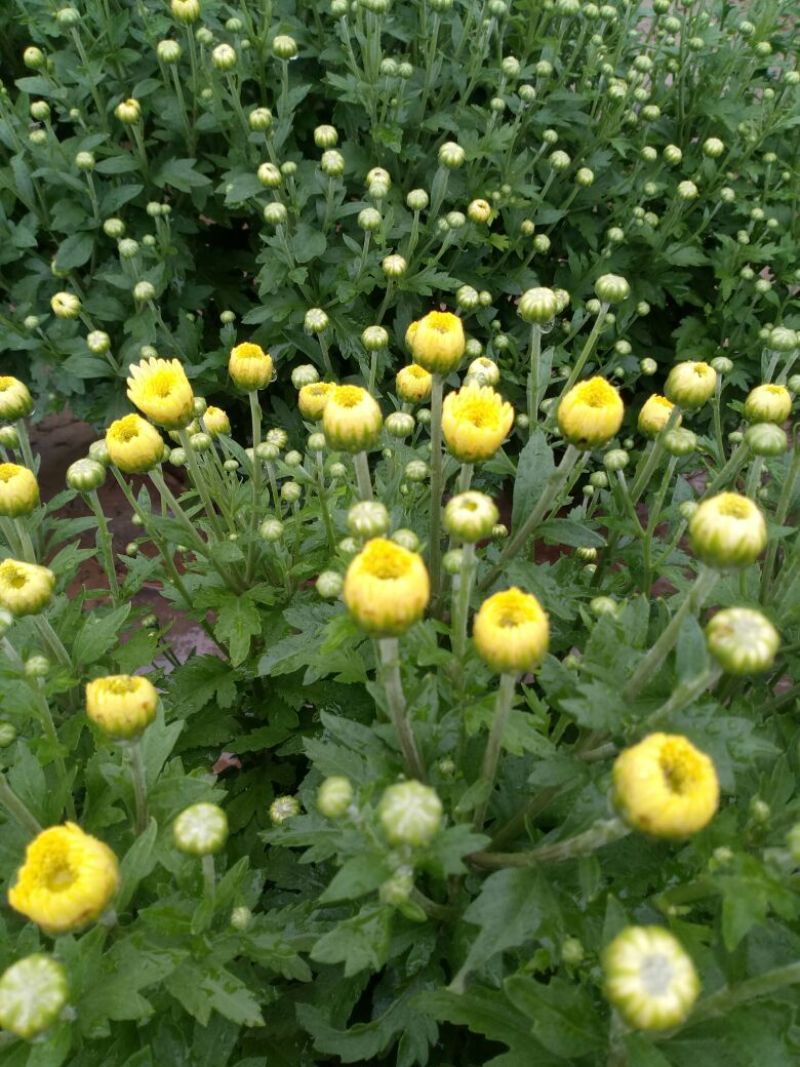 胎菊王袋装