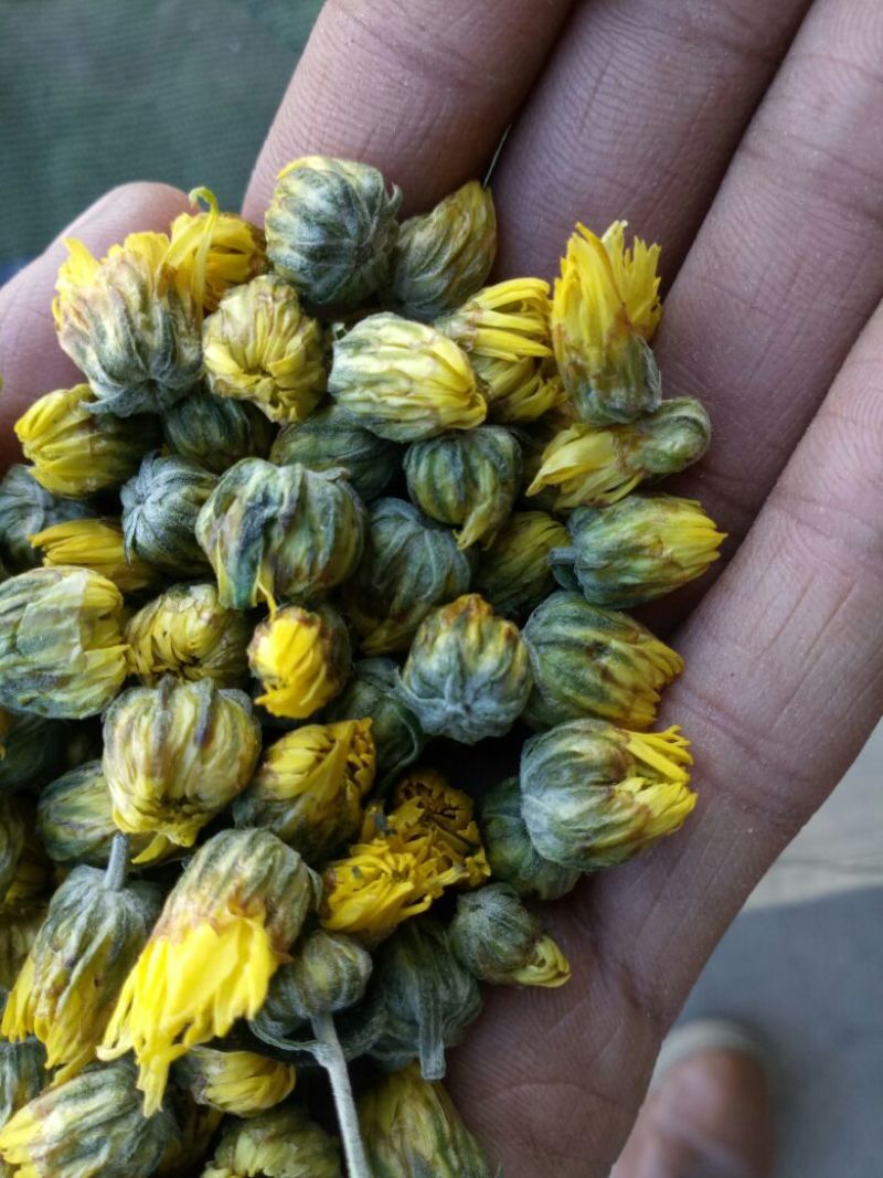 胎菊王袋装