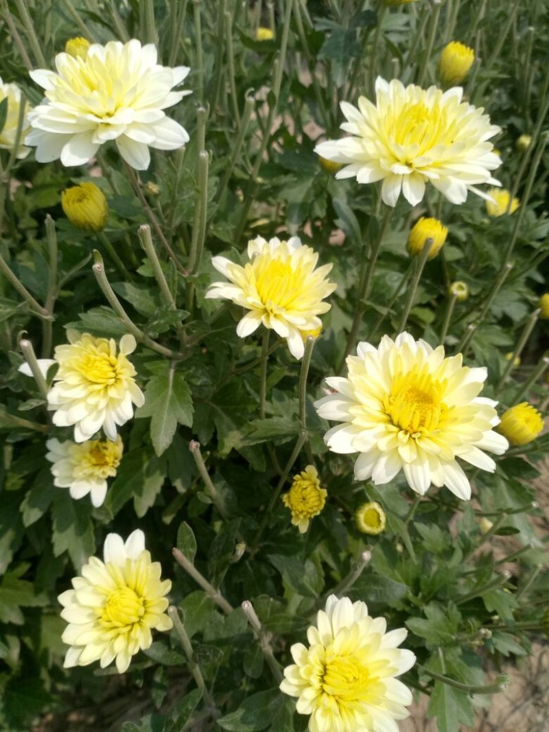 胎菊王袋装