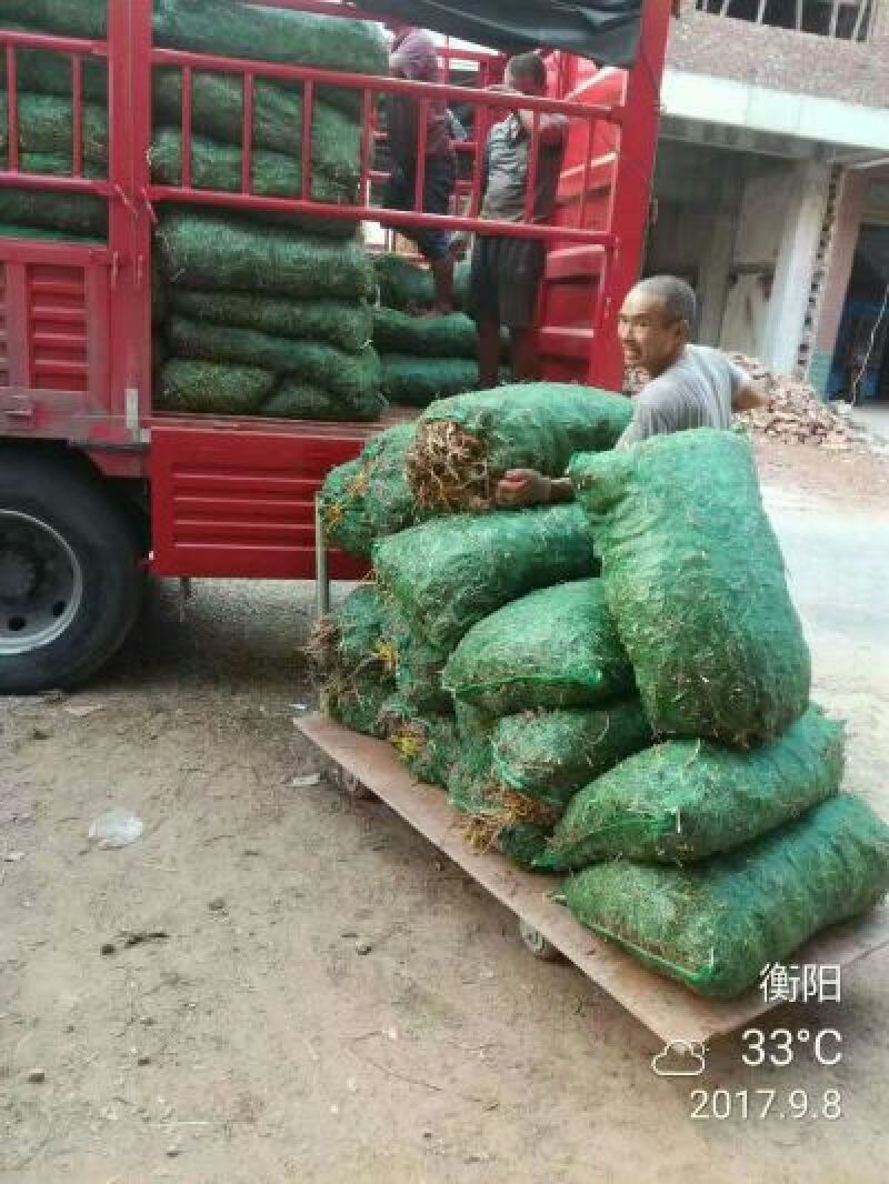 黄花菜种苗10cm以下