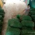 黄花菜种苗10cm以下