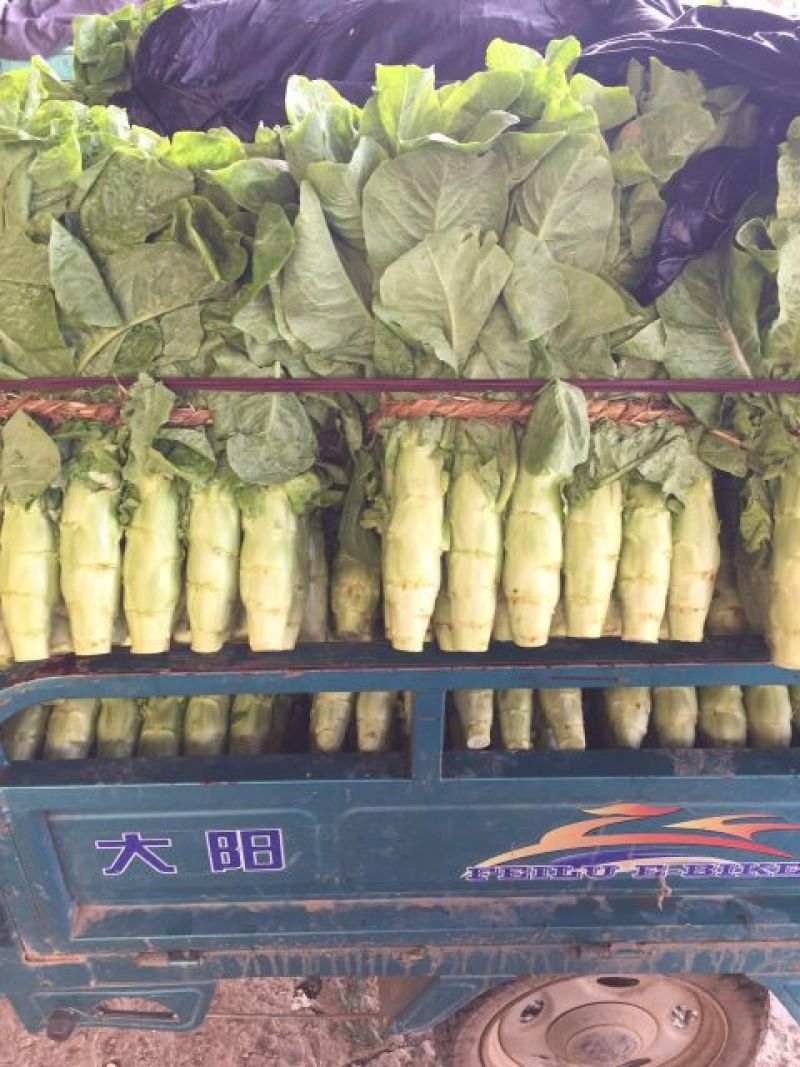 山东兰陵县三青皮莴笋红叶莴笋基地直供货源充足