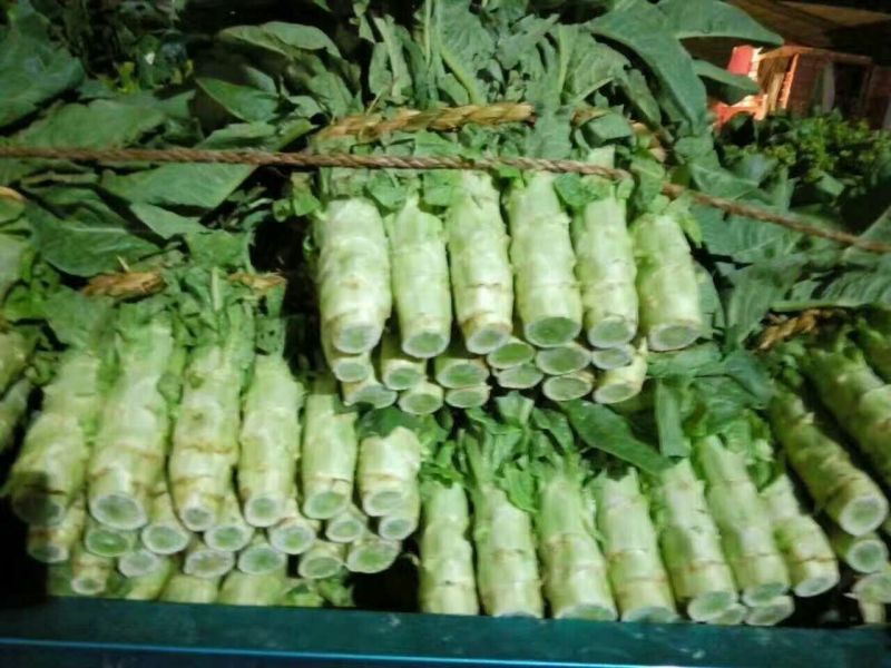 山东兰陵县三青皮莴笋红叶莴笋基地直供货源充足