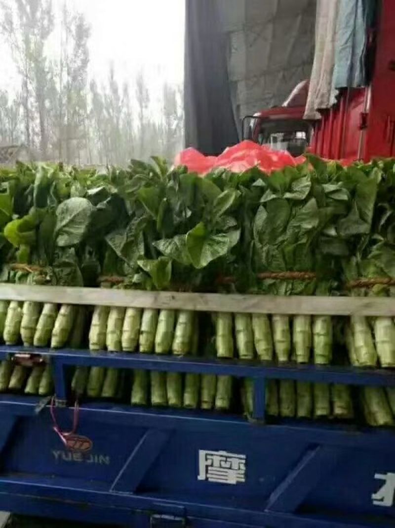 山东兰陵县三青皮莴笋红叶莴笋基地直供货源充足