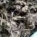 苍术种苗